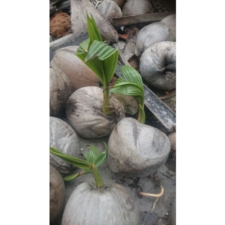 dừa khô trồng kiểng bonsai 14k/ cây