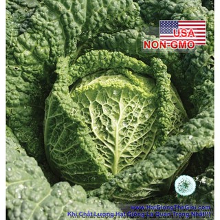 Hạt giống Cải bắp nhăn F1