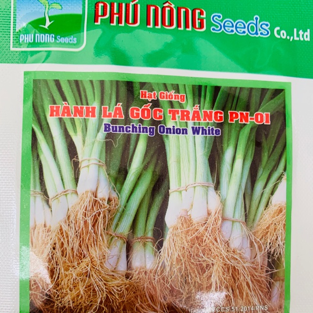 Hạt giống hành lá