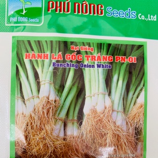 Hạt giống hành lá