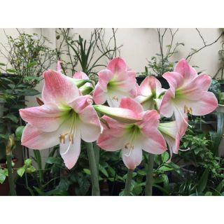 1 củ giống lan huệ hồng đào