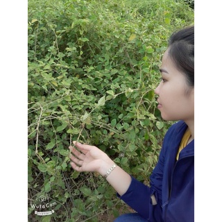 CÀ GAI LEO-CÀ GAI LEO KHÔ ( LOẠI 1 )