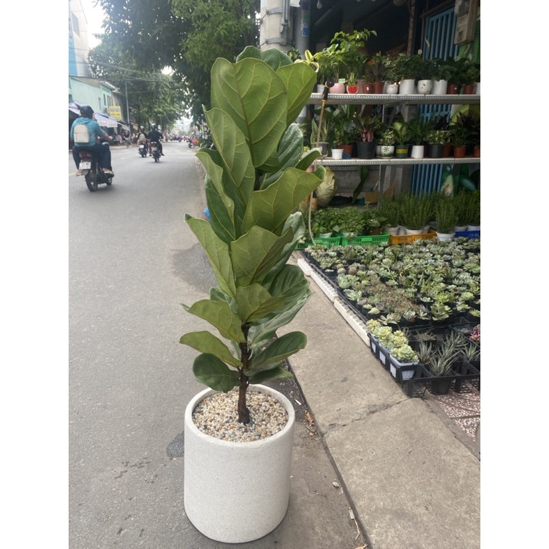 BÀNG SINGAPORE LỚN, CAO 1M - CHẬU XI MĂNG