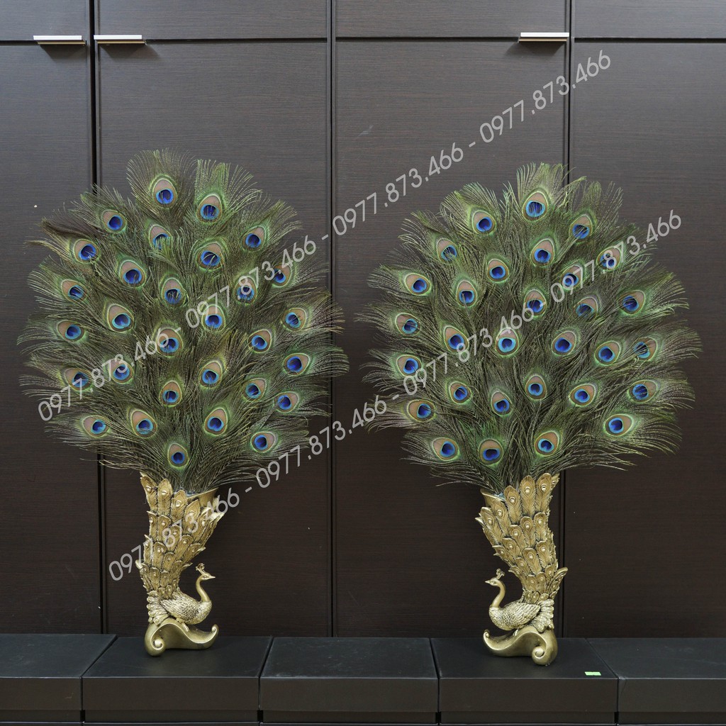 Lông công phong thủy Ấn Độ, hàng tuyển chọn