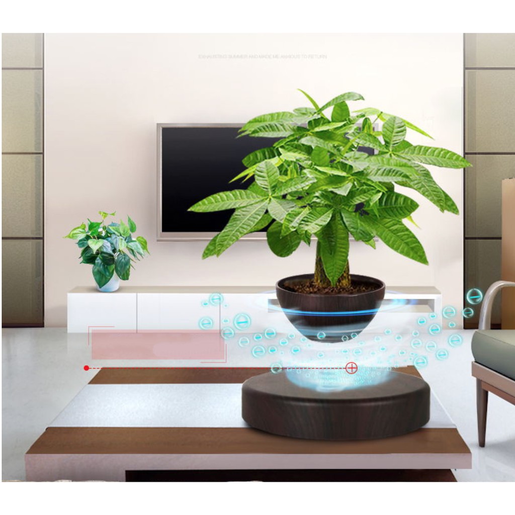 Chậu cây bonsai bay lơ lửng trang trí nhà cửa phong cách Châu Âu 2019