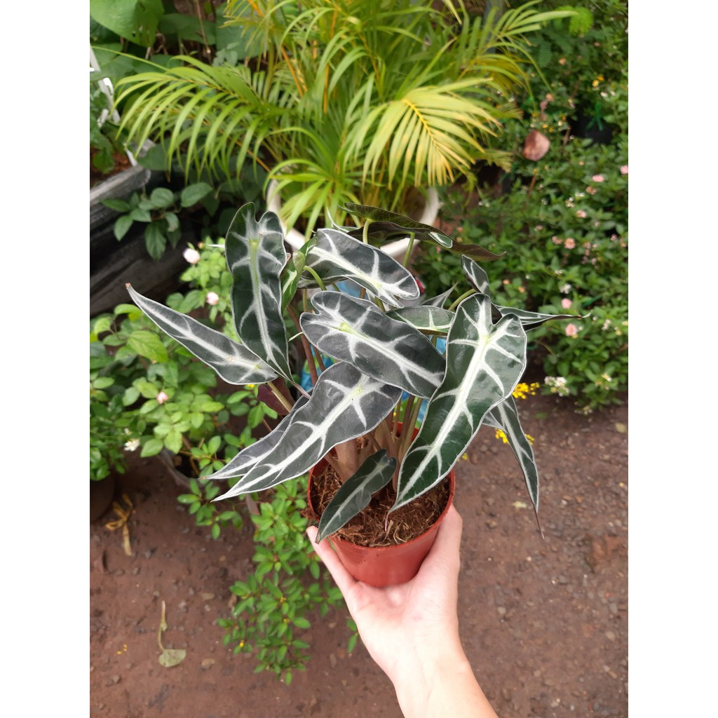 Cây môn quan âm chậu 3 thân