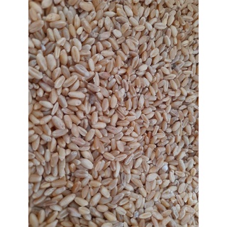 Lúa mì tách vỏ cho chim, gà, hamster  1kg