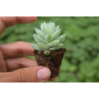sen đá ngọc đứng trắng mini 2-4cm