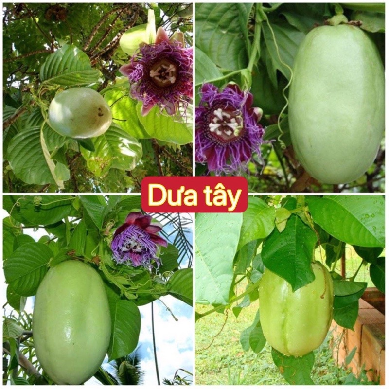 Hạt giống dưa tây cao sản F1, tặng kèm phân bón và thuốc kích mầm