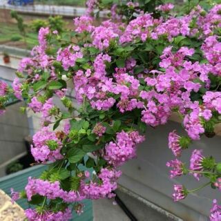 Ngũ sắc tím rủ bầu cây giống khỏe
