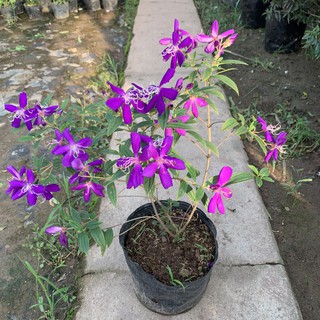 Cây hoa sim tím cao 25cm, nhiều cành nhánh xum xuê rất sai hoa, sắc tím lãng mạn thích hợp trang trí sân vườn, ban công