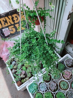 Chậu cây lá tim size lớn