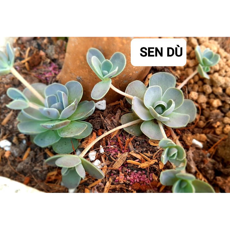 Sen đá Dù Tròn