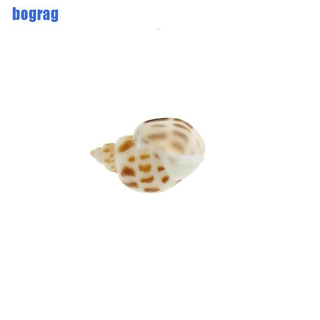 Vỏ Ốc Tự Nhiên Trang Trí Bể Cá