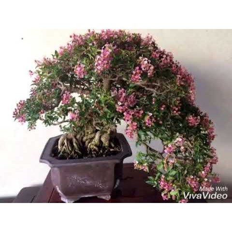 Cây giống Hồng ngọc mai bonsai