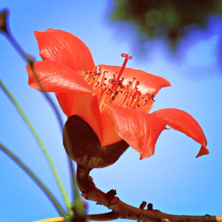 Mộc Miên Bán Lẻ với Giá Sỉ