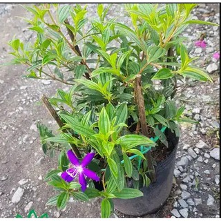 Cây Hoa Sim Tím (chỉ ship miền nam do cây dễ bj rụng lá) tặng kèm phân bón