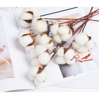 1 Cành Hoa Bông Gòn 40cm Trang Trí Decor