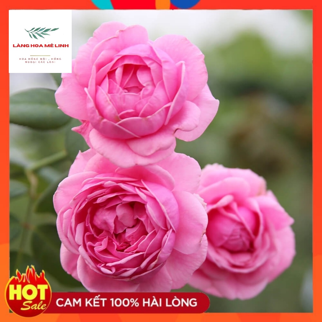 Hoa hồng ngoại Bishop’s Castle rose [🏵️SIÊU THƠM🏵️] – Loài hoa được ưa chuộng nhất thị trường, bông hoa có màu hồng phấn