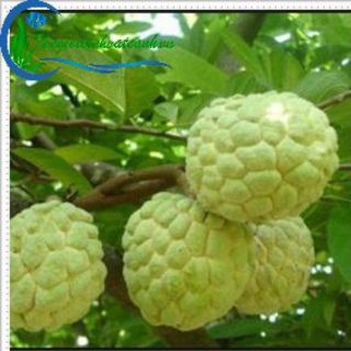 Combo 5 cây na dai lạng sơn