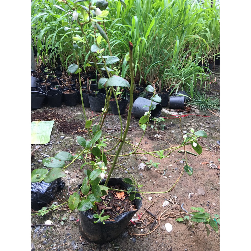 Cây Việt Quất tứ quý (Blueberry) trưởng thành, ra trái 4 mùa quanh năm - DINH DƯỠNG TỰ NHIÊN Shop
