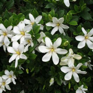 Cây Hoa Dành Dành