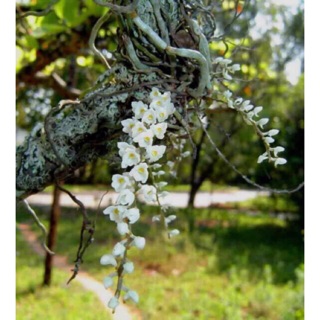 Lan căn diệp trắng, hàng hiếm - Combo 2 khúc [ SHOP UY TÍN ] mùa này k hoa