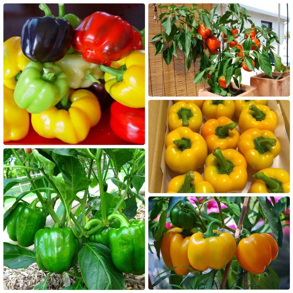 Hạt Giống Ớt Chuông F1 Quả Siêu To ( 50gram , 100gram ,200gram )