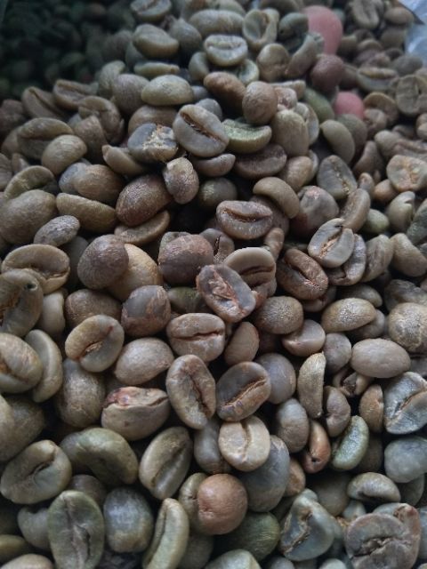 Cà phê nhân Arabica chế biến khô S 18