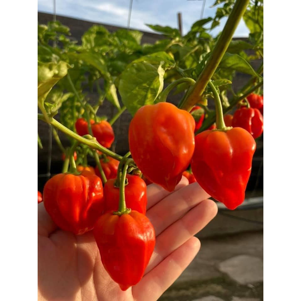 Ớt Siêu Cay Habanero Đỏ F1