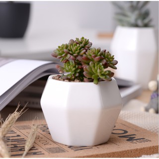 Chậu gốm trắng hình bát giác trồng sen đá - Chậu Trồng cây nhỏ BJ110