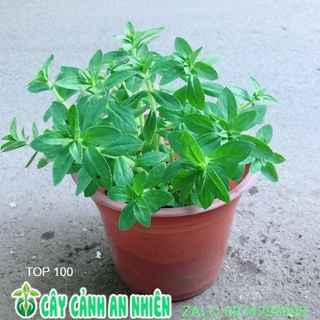 Chậu Cây Rau Ngổ (Ngò Om)