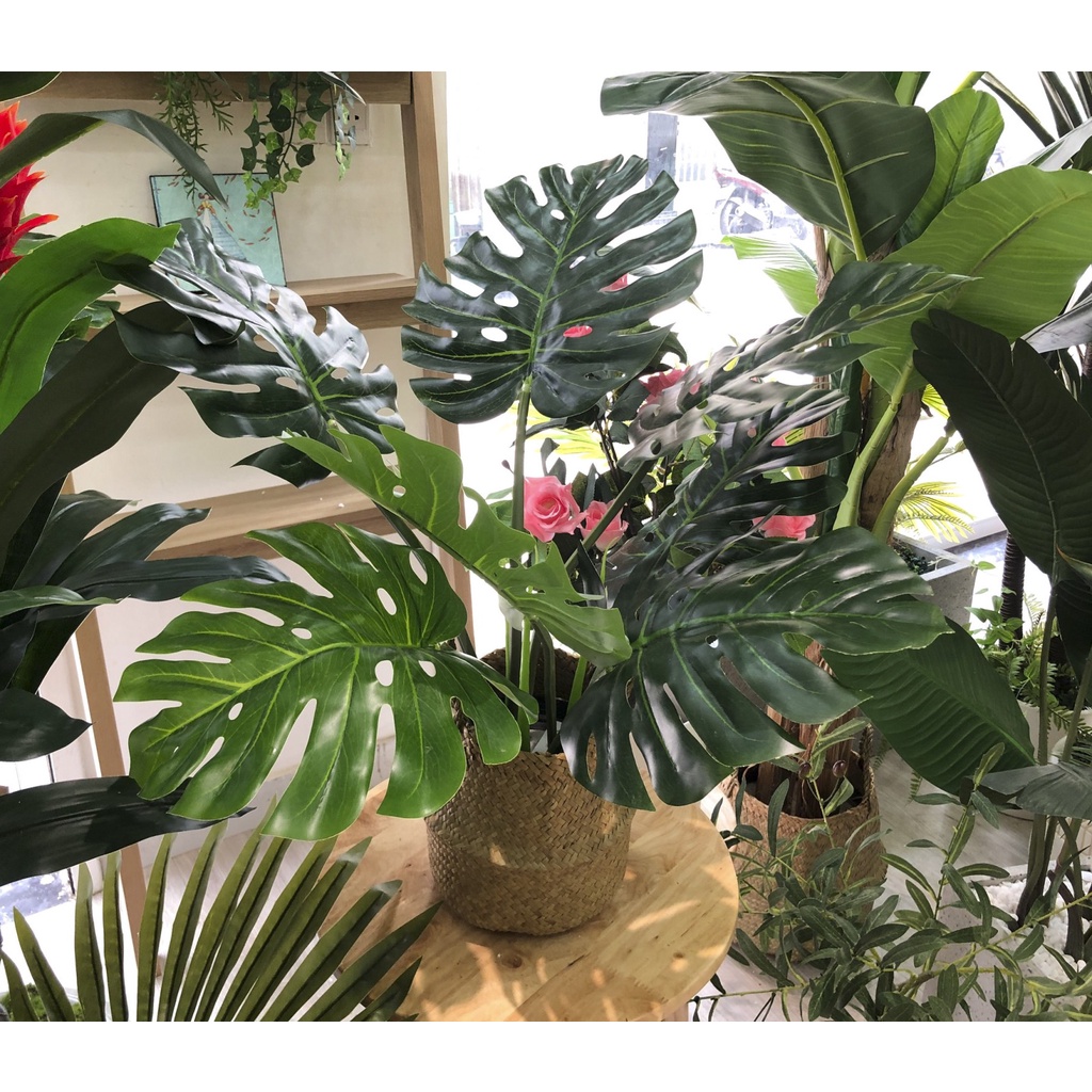 💥 Cây giả - Cây lá xẻ monstera, cây trầu bà Nam Mỹ để bàn, trang trí nhà đẹp LanDecor
