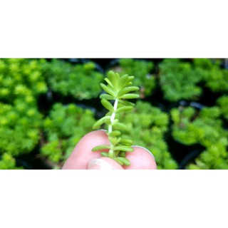 Nhánh Sen đá Sedum Vàng/Xanh - Hư 1 đổi 1- Cây cảnh trang trí- HOA ĐÁ shop