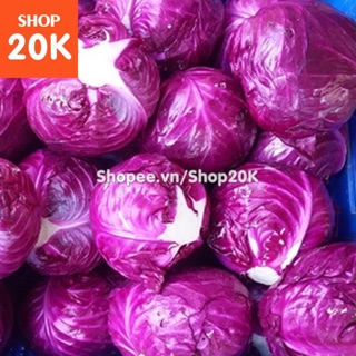 30 Hạt giống Bắp cải tím