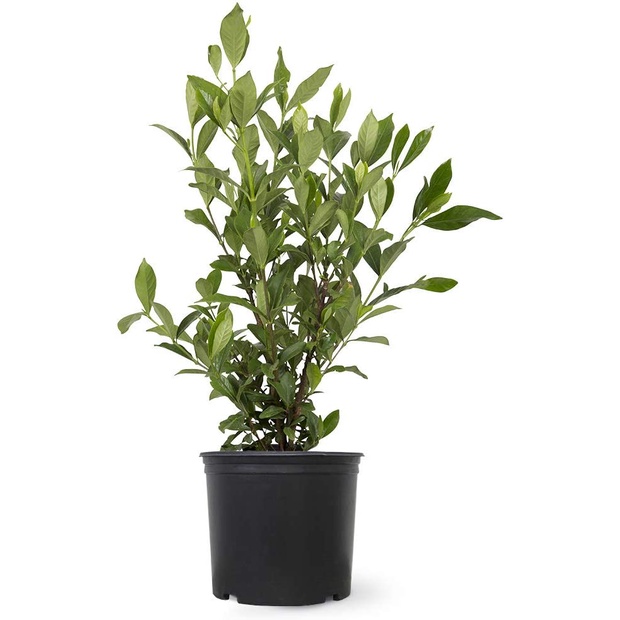 Hạt giống 20 hạt BẠCH THIÊN HƯƠNG August Beauty Gardenia  Cây bụi thường xanh nở hoa trắng