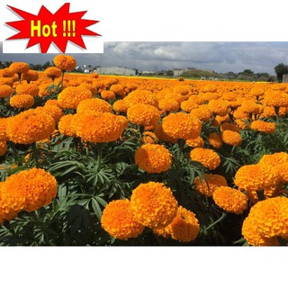 Hạt giống hoa Vạn thọ mỹ mix (50 hạt)
