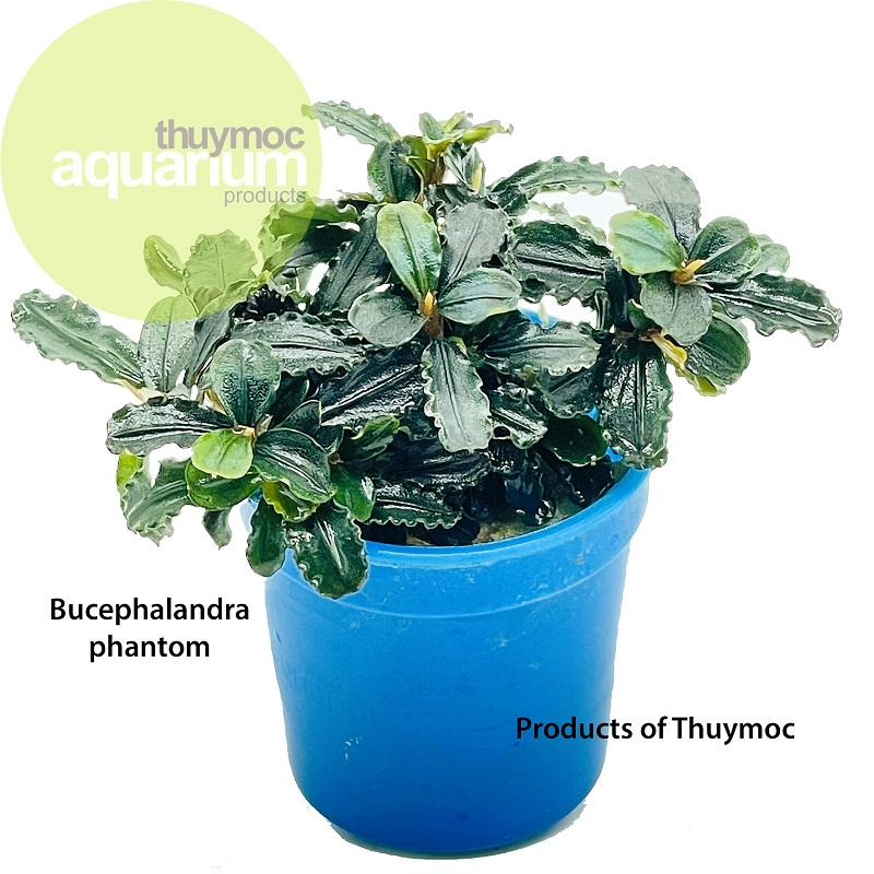 Bucep chậu phanton va randon nhiều loại, cây thủy sinh siêu đẹp, siêu lấp lánh - Rọ nhiều ngọn cho bể thuỷ sinh, bề cá