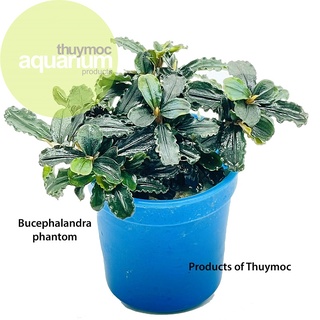 Bucep bucephalandra phantom 1 chậu - dán đá lũa, cây thủy sinh không cần co2