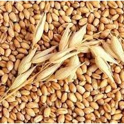 100g Lúa Mì Siêu Ngon cho Hamster-Rat-Đuôi Mập
