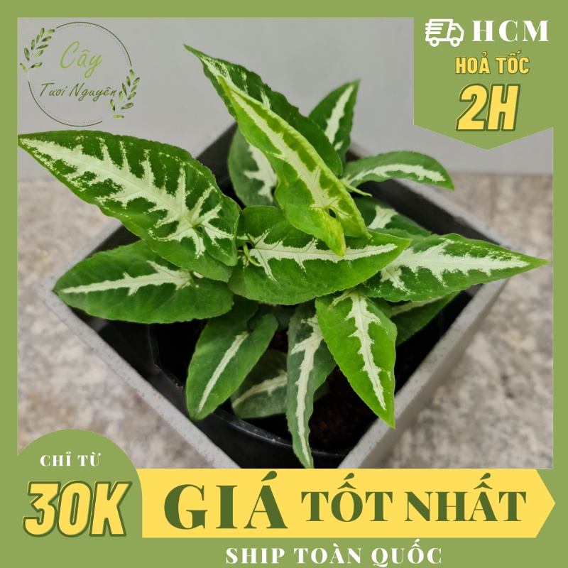 CÂY TRẦU BÀ NHUNG (SỌC TRẮNG) ,(cao 10cm), phong thuỷ để bàn mini GIÁ RẺ, lọc không khí, Cây Tươi Nguyên CTN0210
