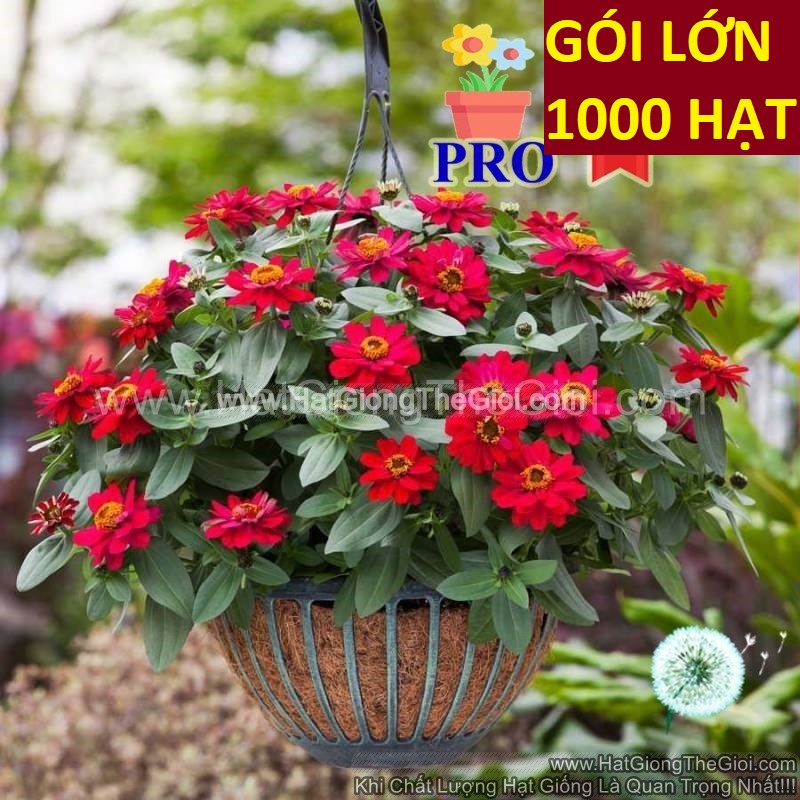 1000.HẠT Hạt Giống Hoa Cúc Lá Nhám Lùn Sai Bông Profusion KÉP Đỏ Cherry