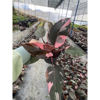 Cây Philodendron pink princess ( Công chúa hồng)