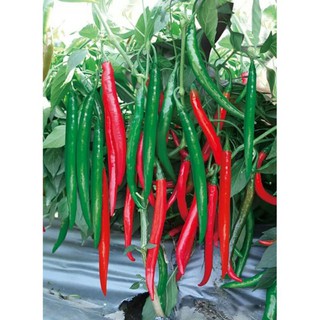 1 lạng hạt giống ớt dài hàn quốc