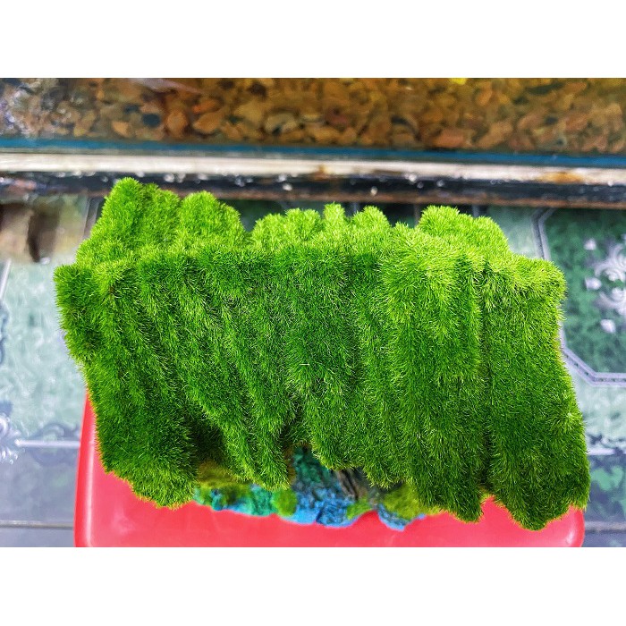 CẢNH NHÀ PHỦ RÊU TRANG TRÍ HỒ CÁ NON BỘ 14X10X13CM