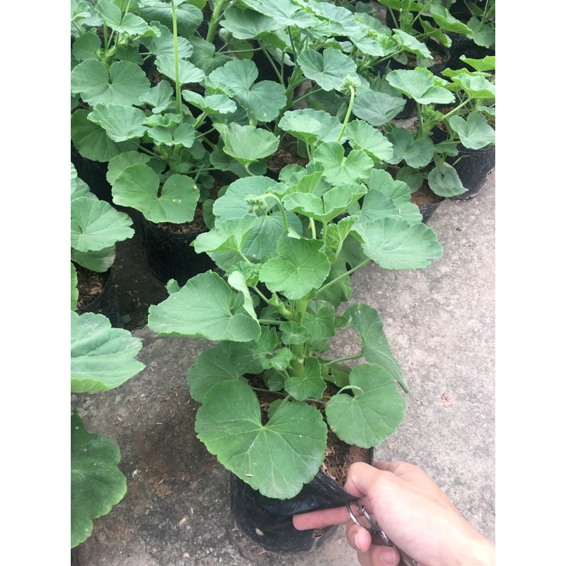 Hoa Phong Lữ Thảo Cao 30cm Hàng Nụ Non Hoa Siêu Bền