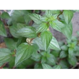 Cây bọ mắm  sấy khô 500g