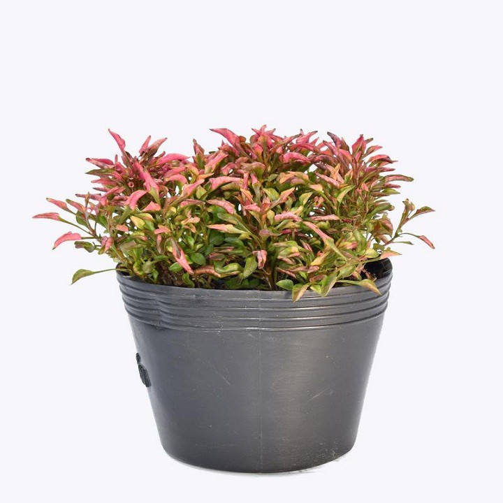 Cây diệu kỷ đỏ (diệu đỏ) trồng bịch đen 13-15 nhiều nhánh sum suê lá đỏ rực cực đẹp