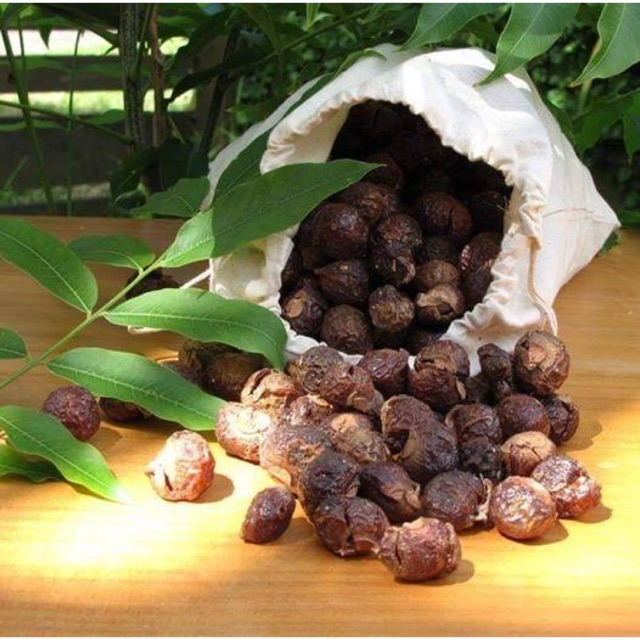Bồ hòn tách hạt loại 1 (có sỉ)