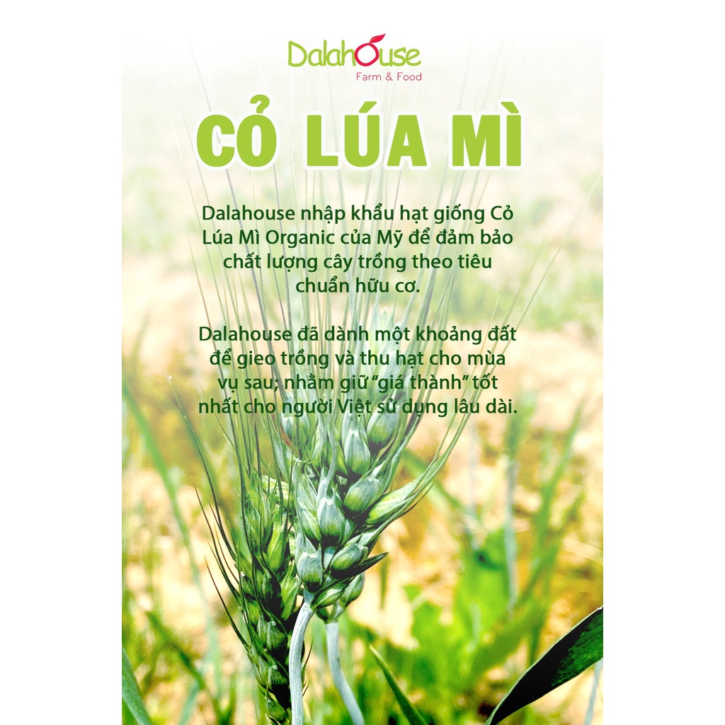 Bột cỏ lúa mì hữu cơ Dalahouse 120gr nguyên chất sấy lạnh